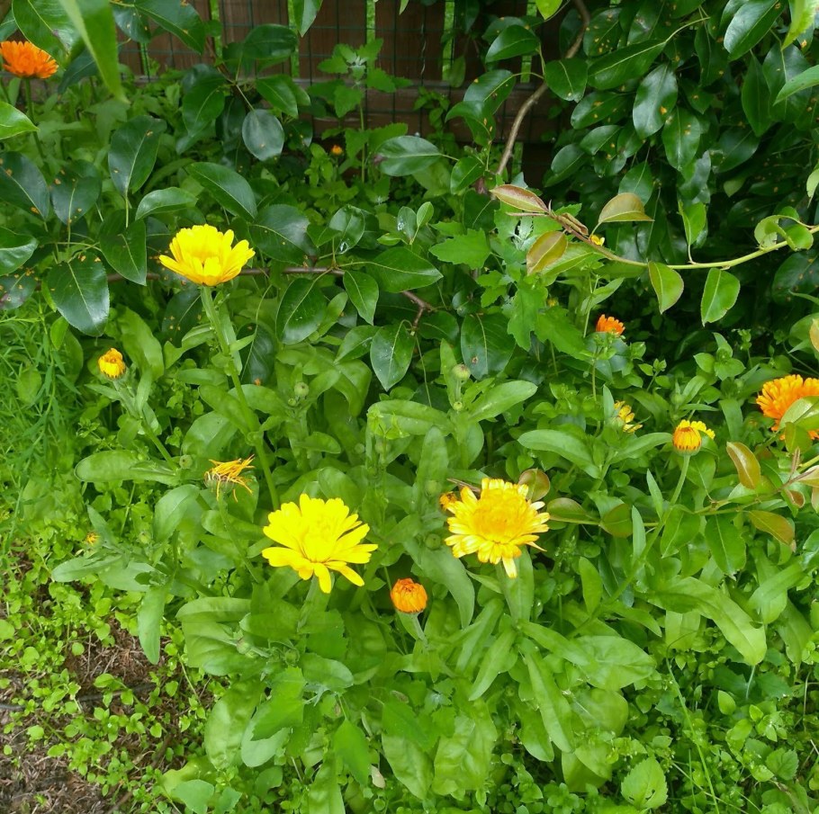 Календула на грядке