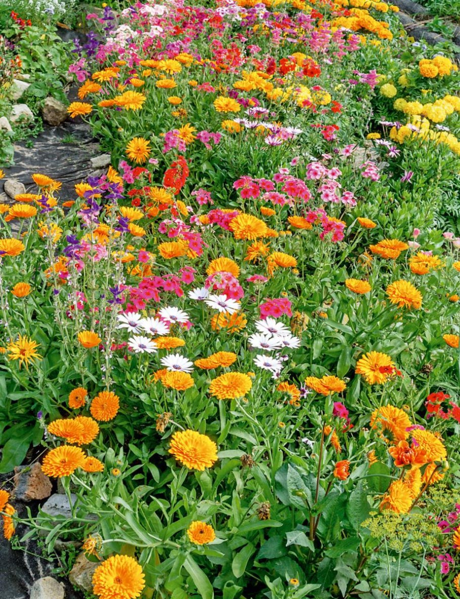 Эшшольция календулы бархатцы