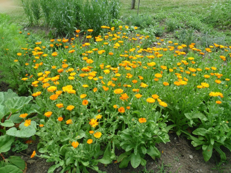 Шалфей, календула, настурция