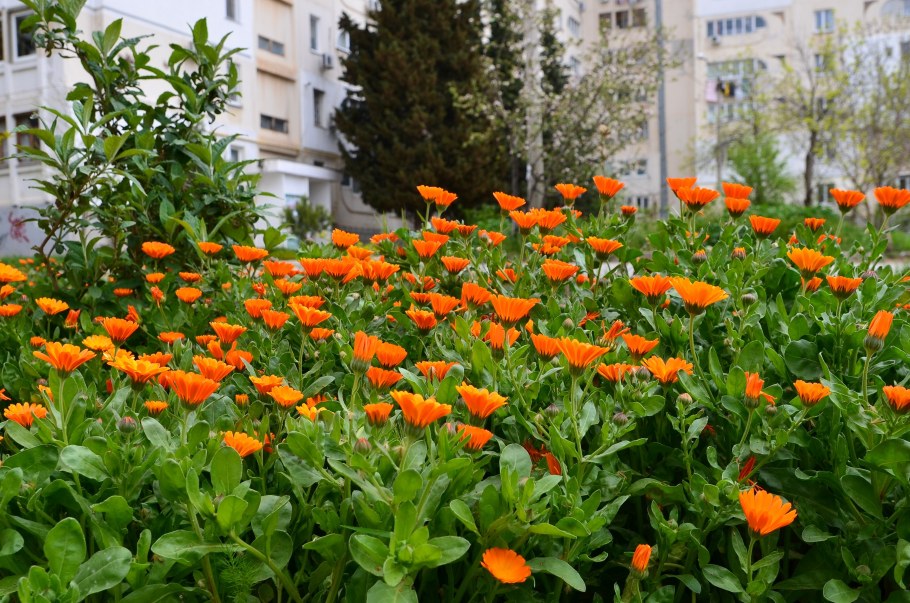 Космея бархатцы алиссум