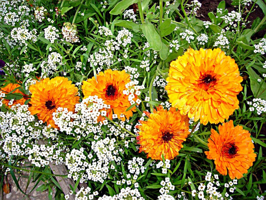 Цветы самосейки