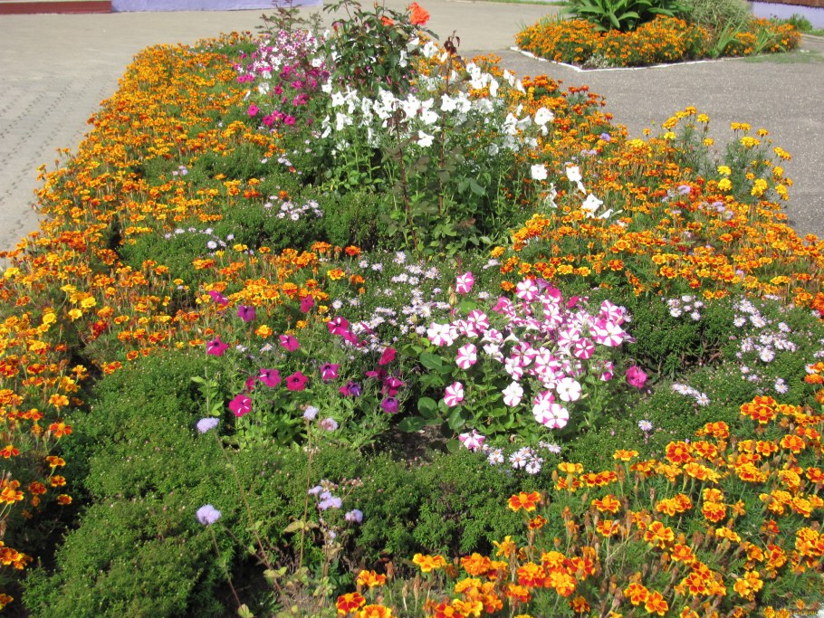 Космея с бархатцами и петунией