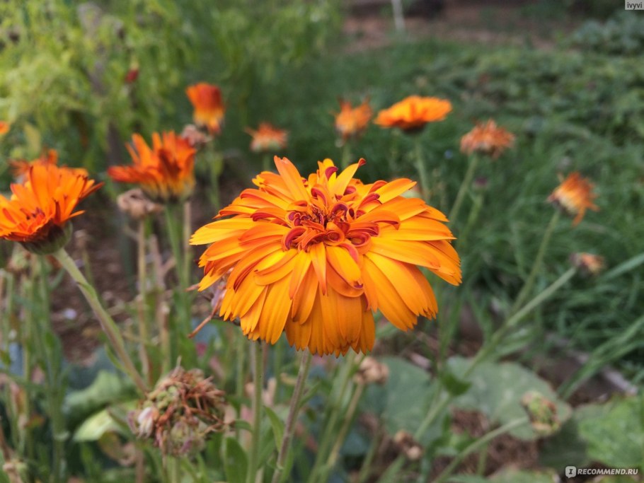 Календула выращивание из семян