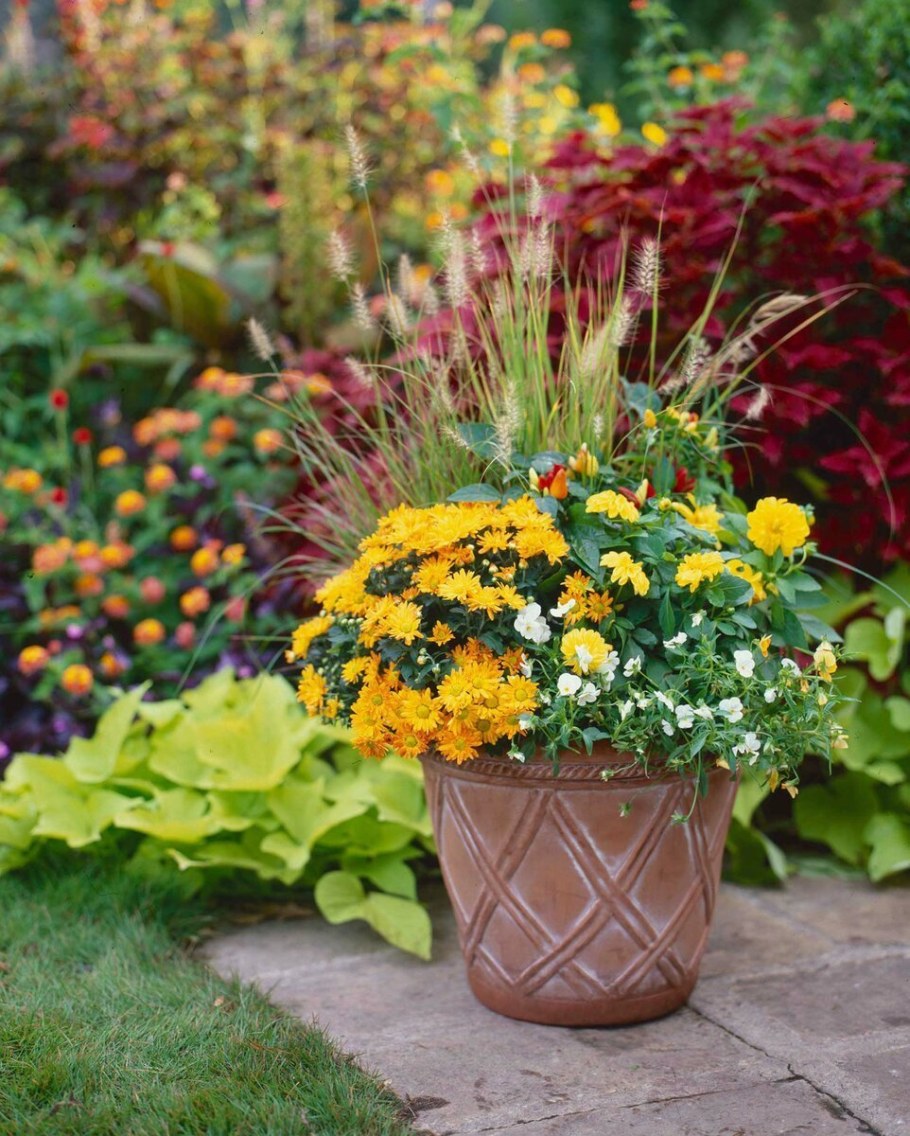 Космея бархатцы алиссум