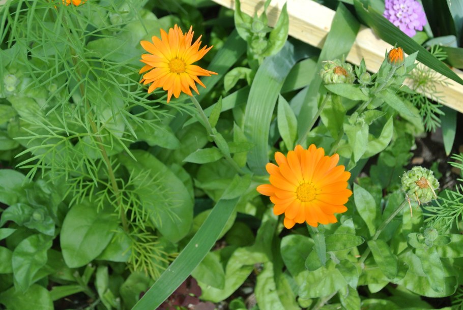 Календула или ноготки