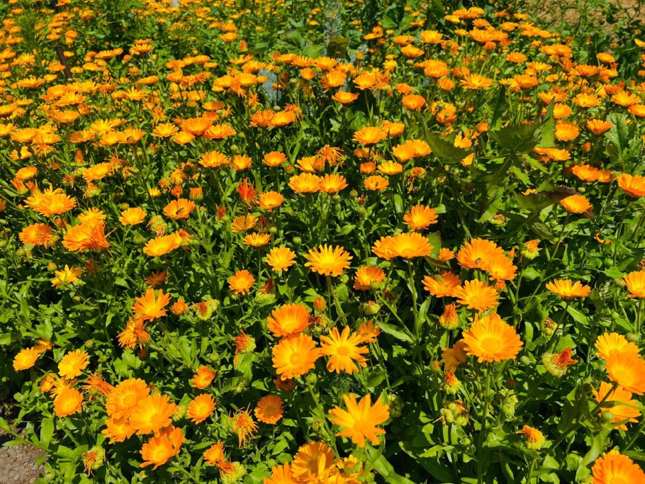 Календула оранжевый Король