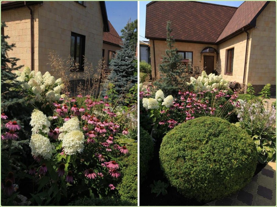 Гортензия и Вейник