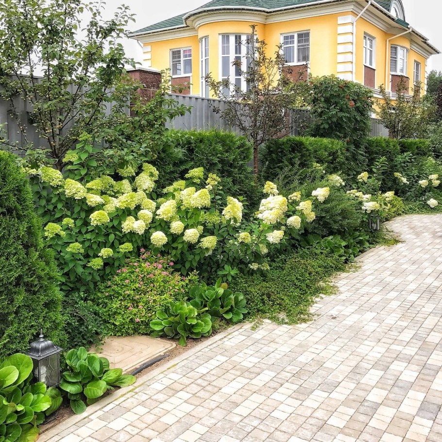 Розарий туя Даника