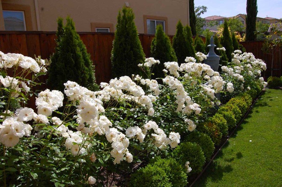 Клумбы с туями и гортензиями и розами