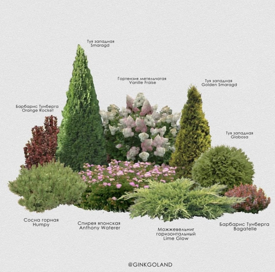 Миксбордер туя Барбарис