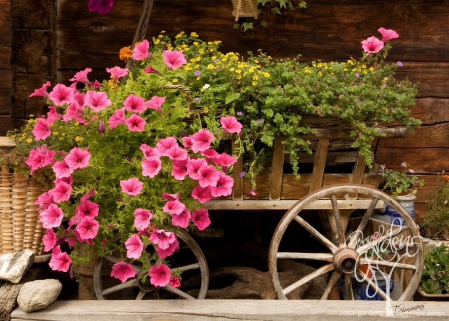 Петуния Водопадия