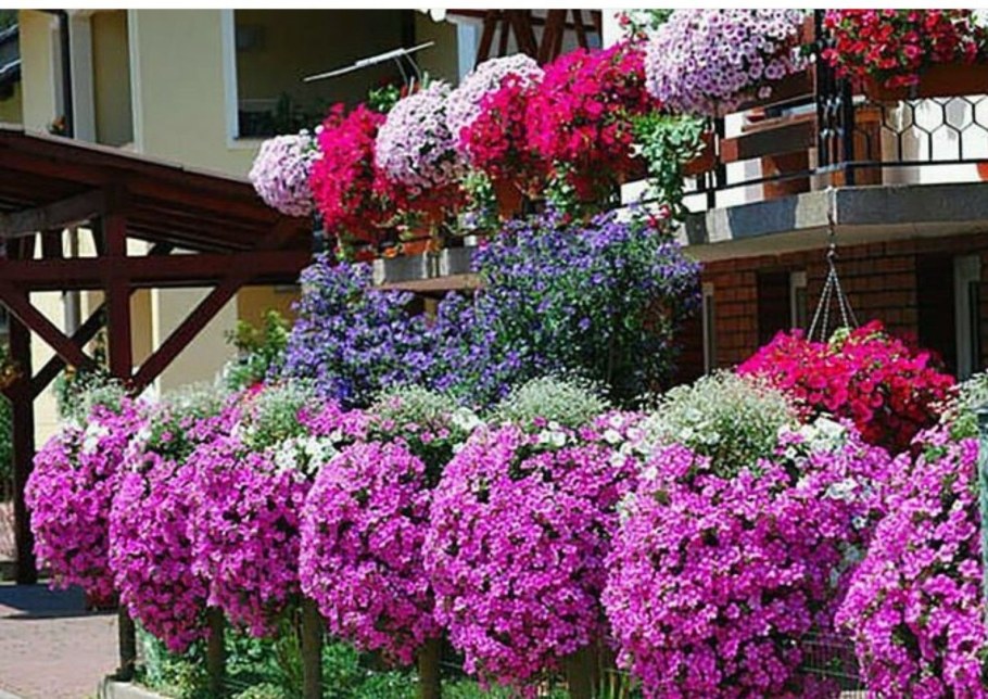 Петуния Яромнерже