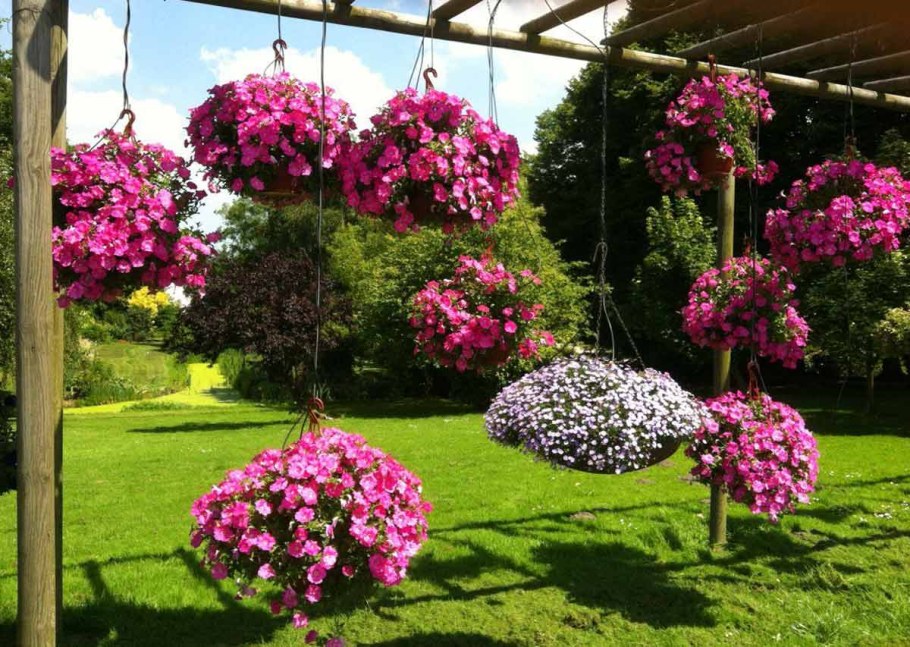 Штамбовая петуния