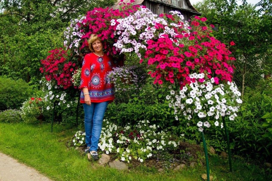 Петуния Тайдал черри