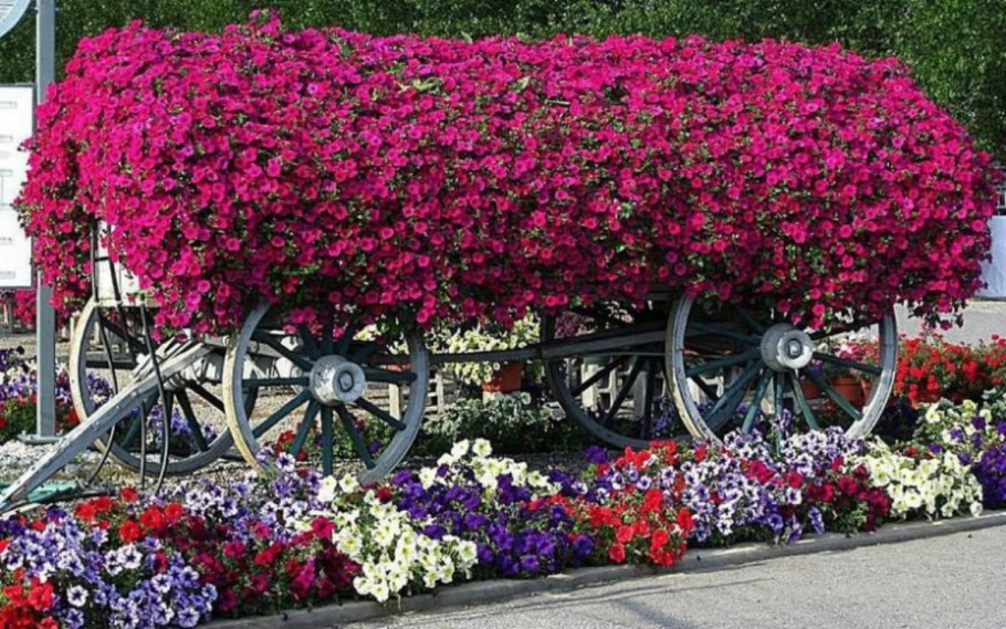 Рабатка Тунберга однолетник