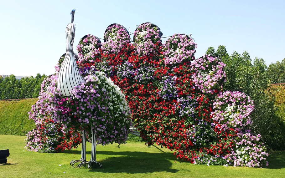 Петуниевые сады в Дубае