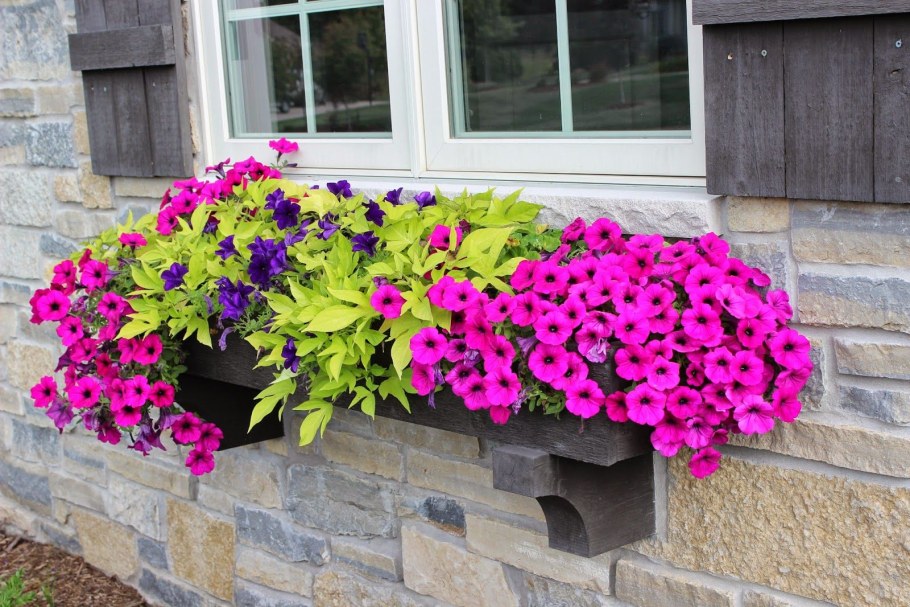 Петуния Виста фуксия