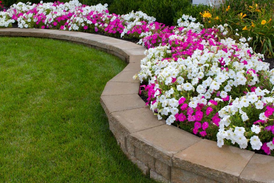 Петуния каскадная на клумбе