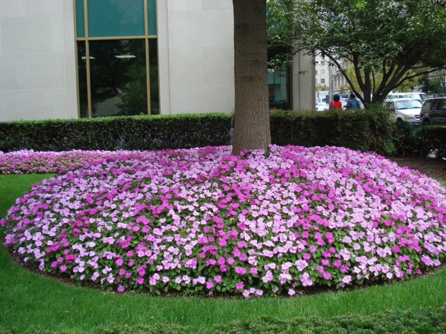 Моноклумба петунья