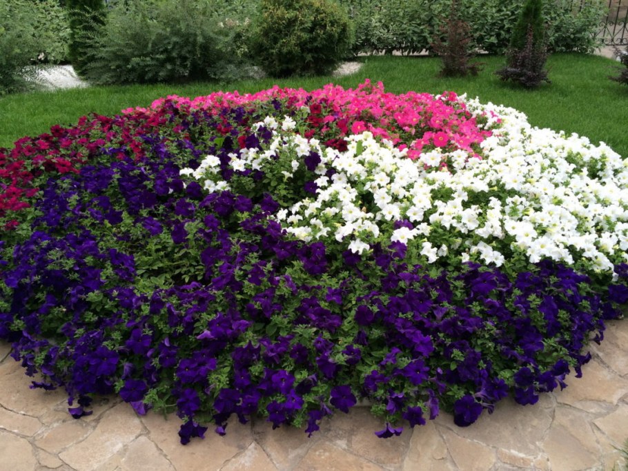 Лобелия бордюрная