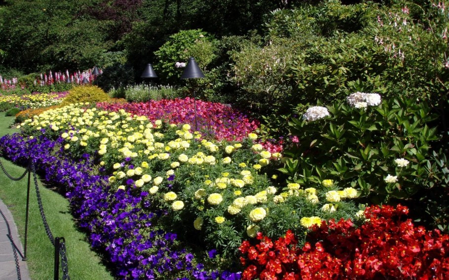 Петунья в рабатках