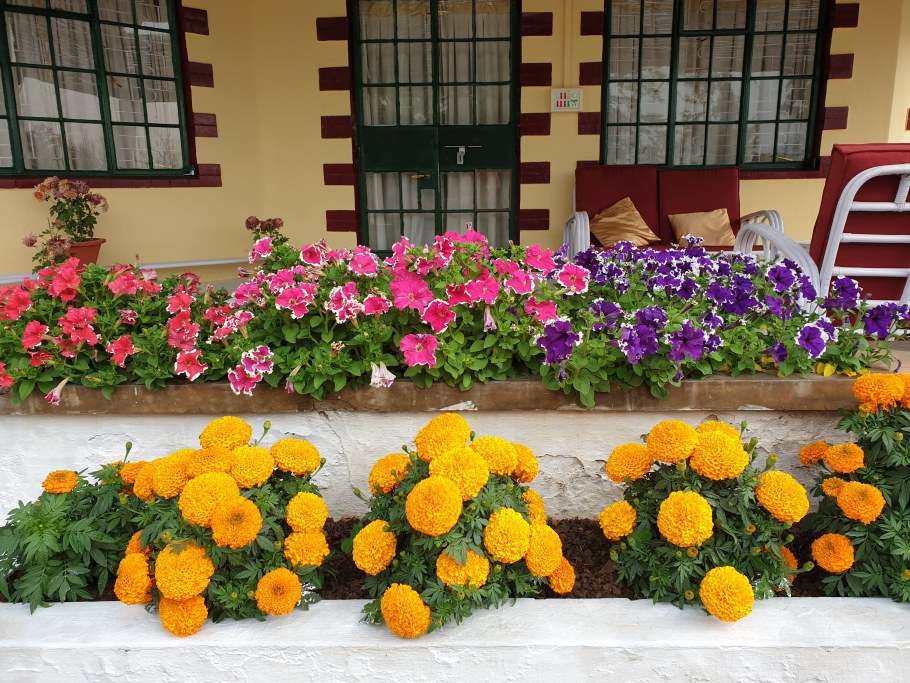 Клумба с бархатцами и петунией