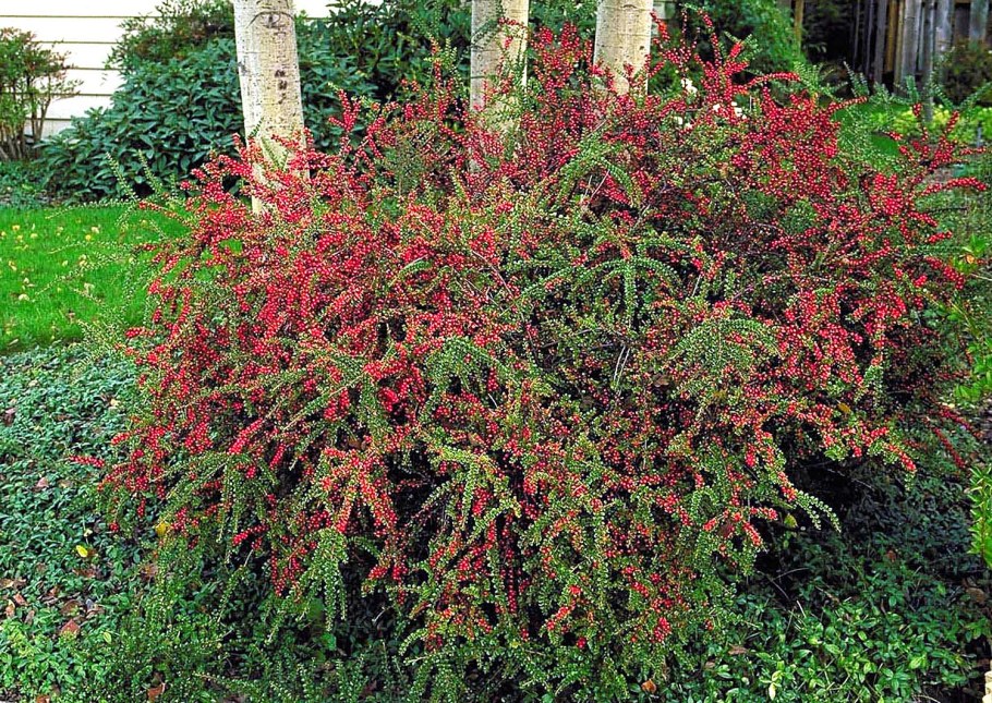 Кизильник horizontalis