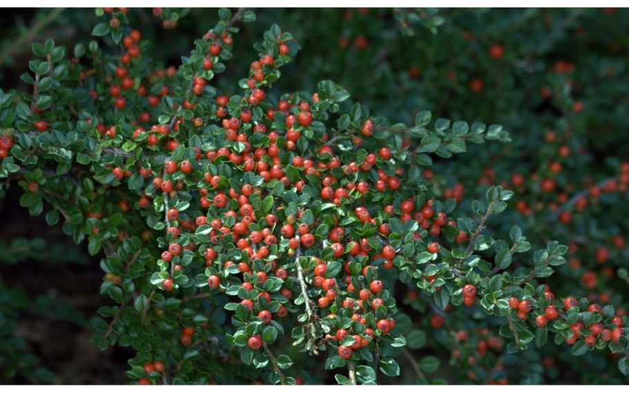 Кизильник гибридный