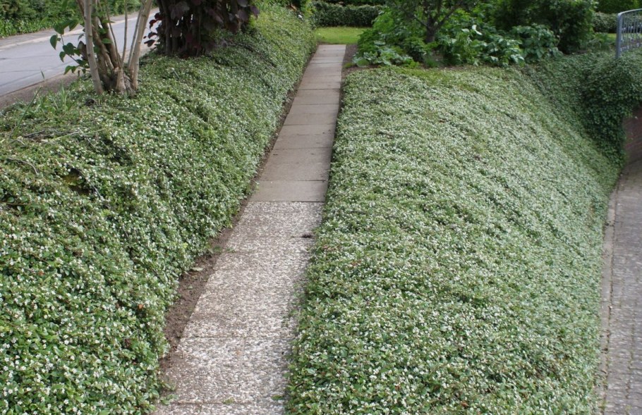 Кизильник Даммера Eichholz