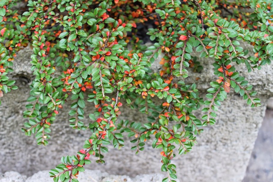Кизильник (Cotoneaster)