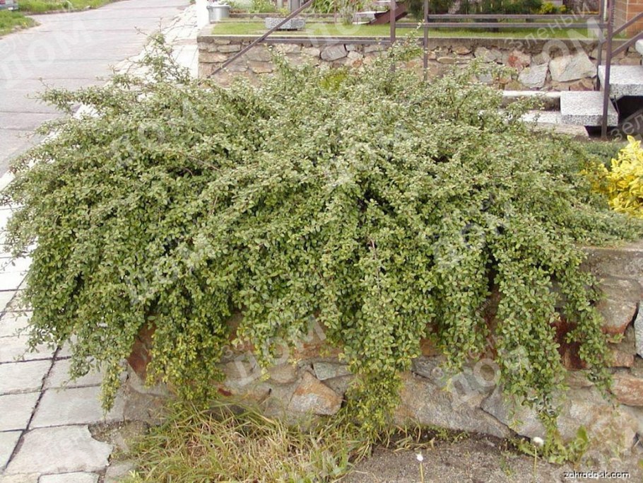 Кизильник Даммера