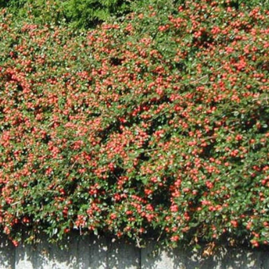 Кизильник гибридный Coral Бьюти