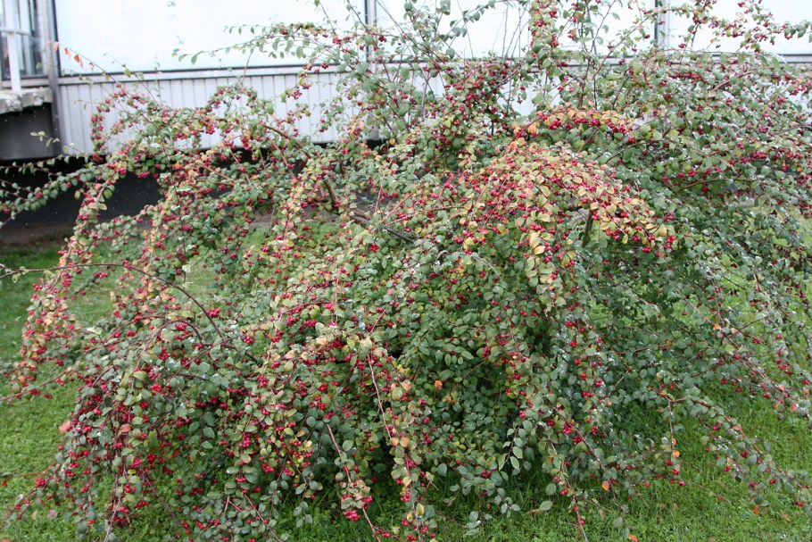 Кизильник (Cotoneaster)