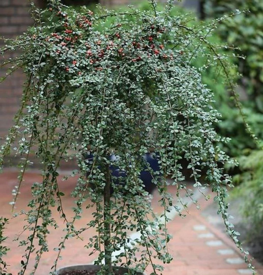 Кизильник Корал Бьюти