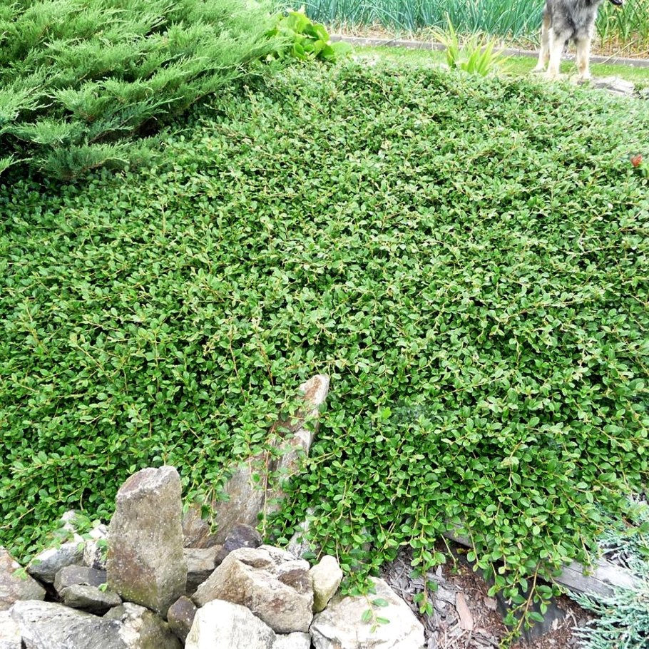 Кизильник Даммера Эйхольц