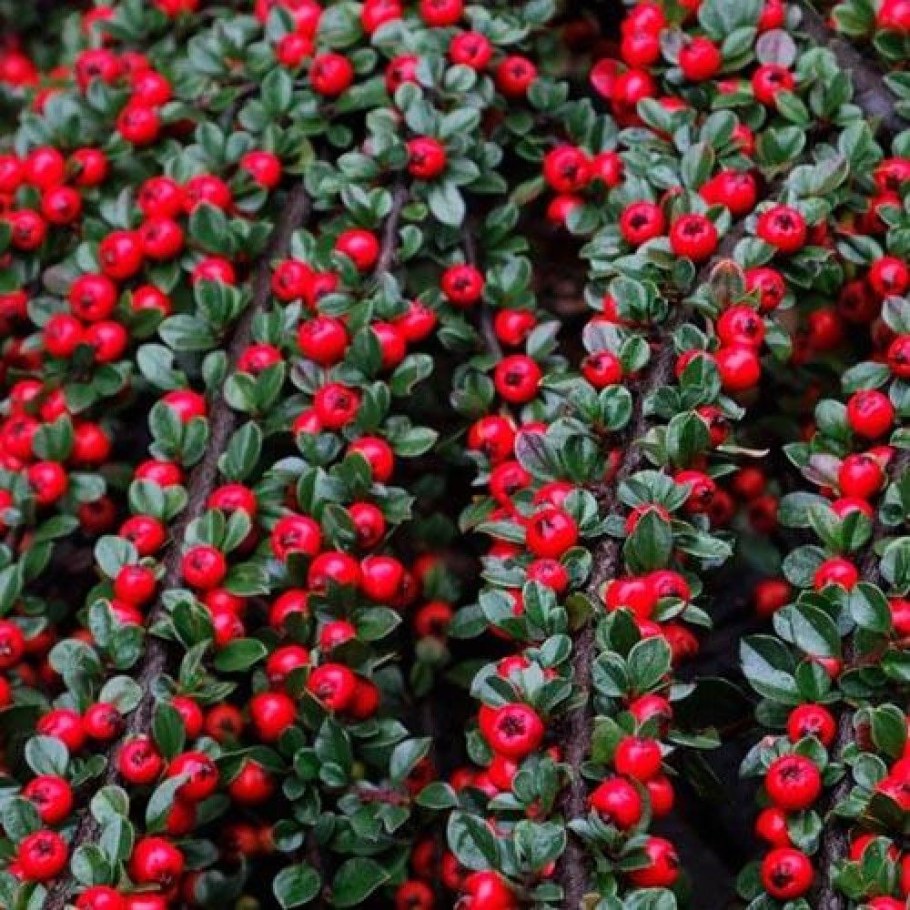 Кизильник Бьюти коралл