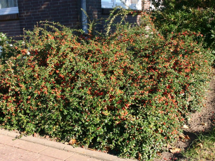 Кизильник шведский Skogholm