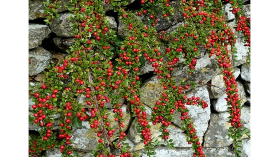 Кизильник Даммера