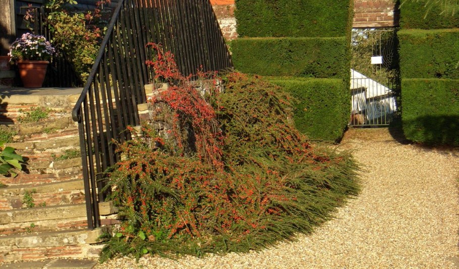 Кизильник иволистный repens