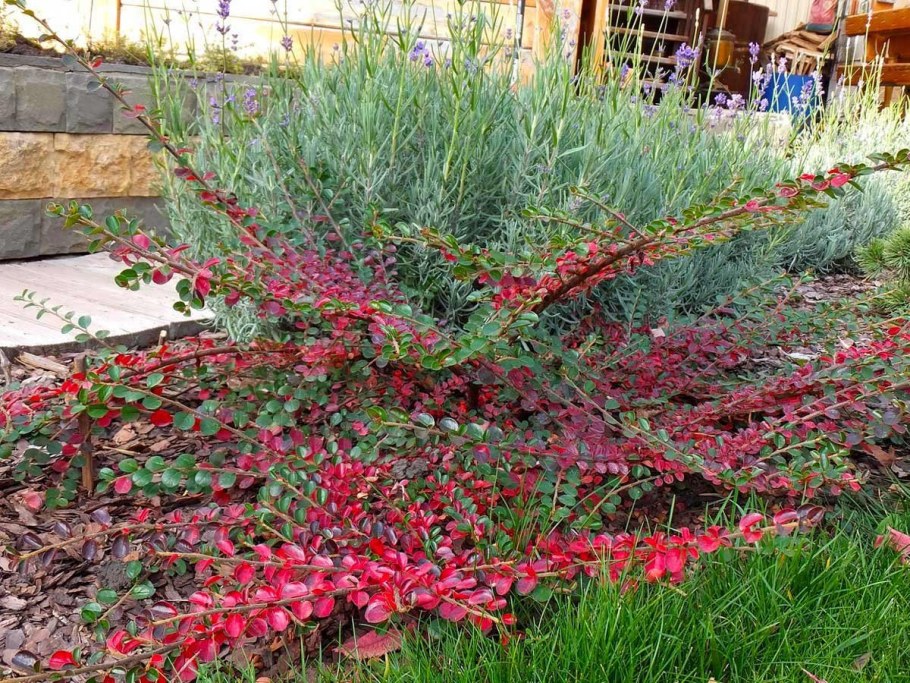 Кизильник Гиссарский