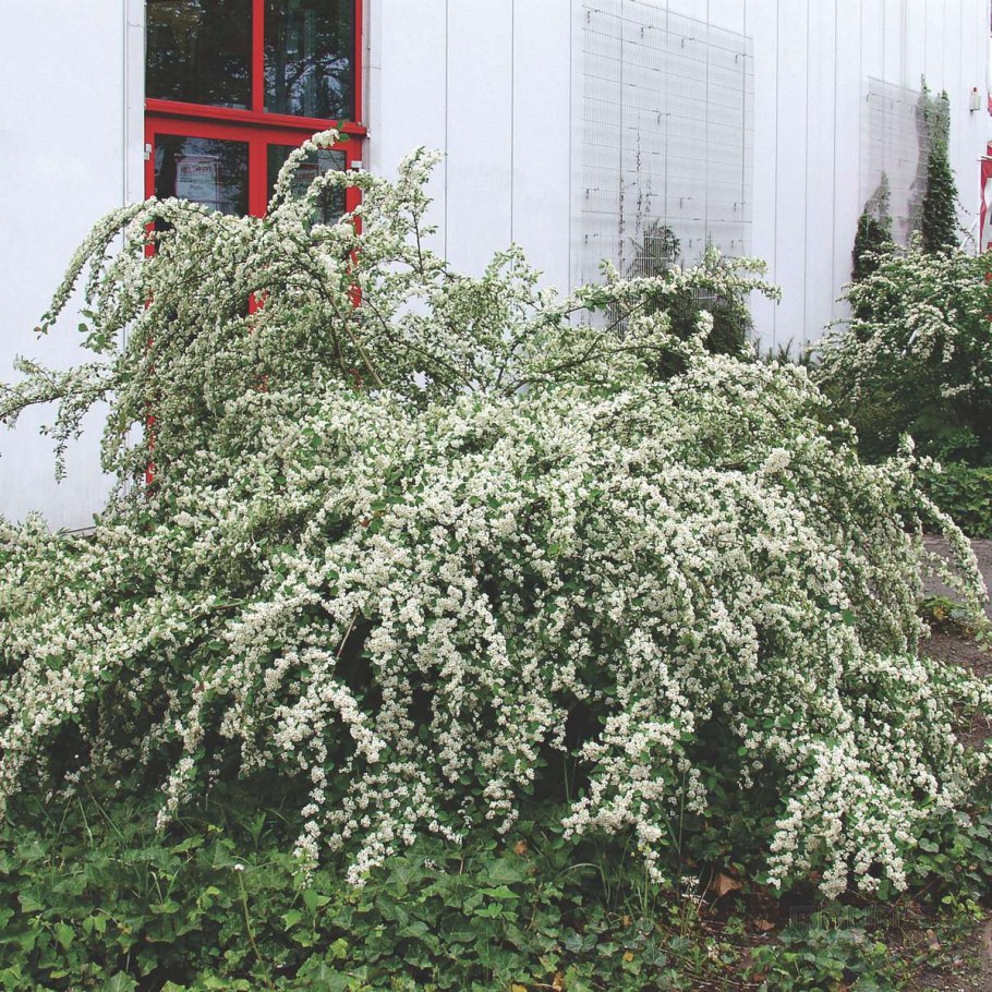 Кизильник (Cotoneaster)