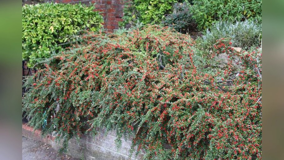 Кизильник Даммера