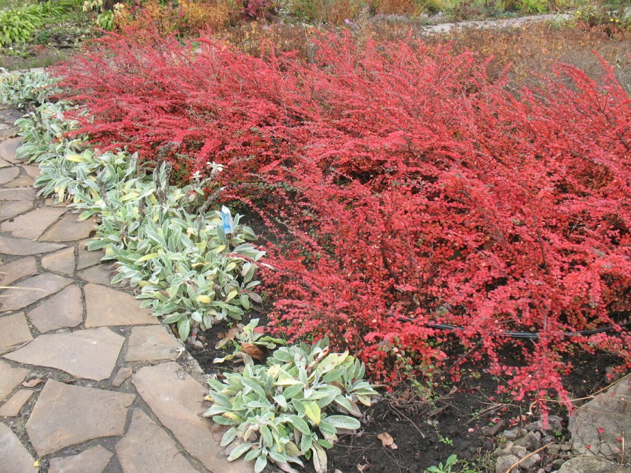 Кизильник горизонтальный Корал Бьюти