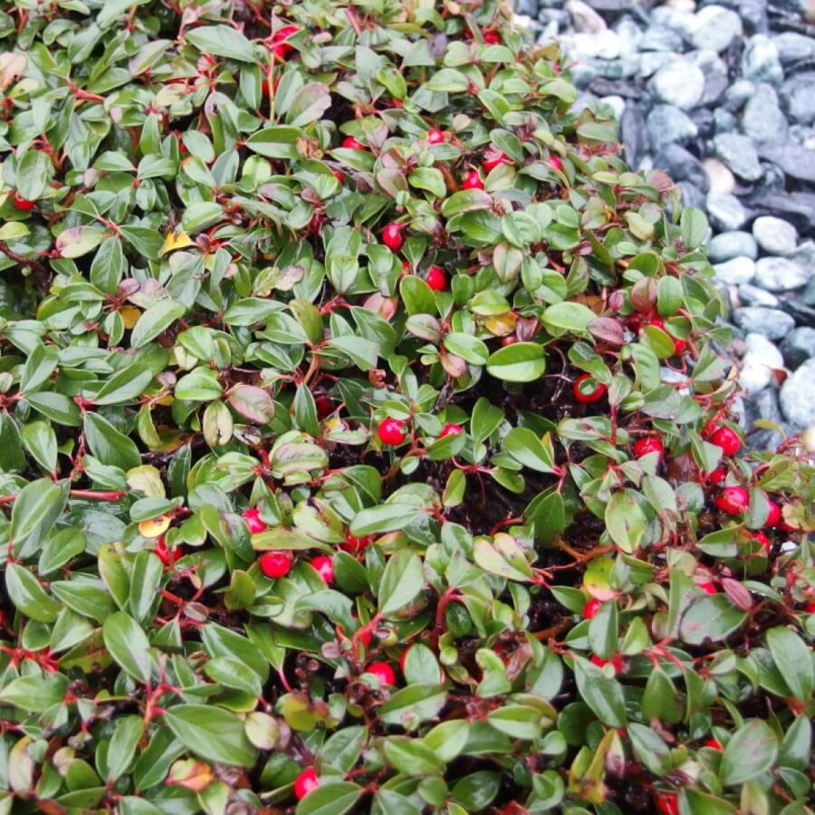 Кизильник (Cotoneaster)