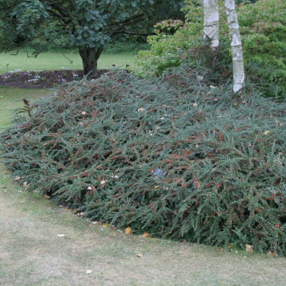 Кизильник Cotoneaster horizontalis