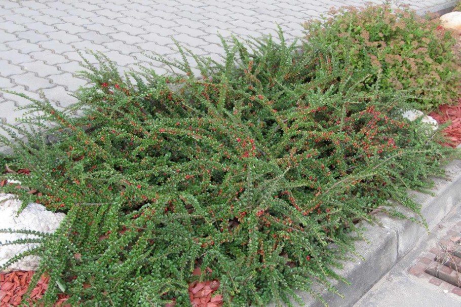 Кизильник Даммера Эйхольц