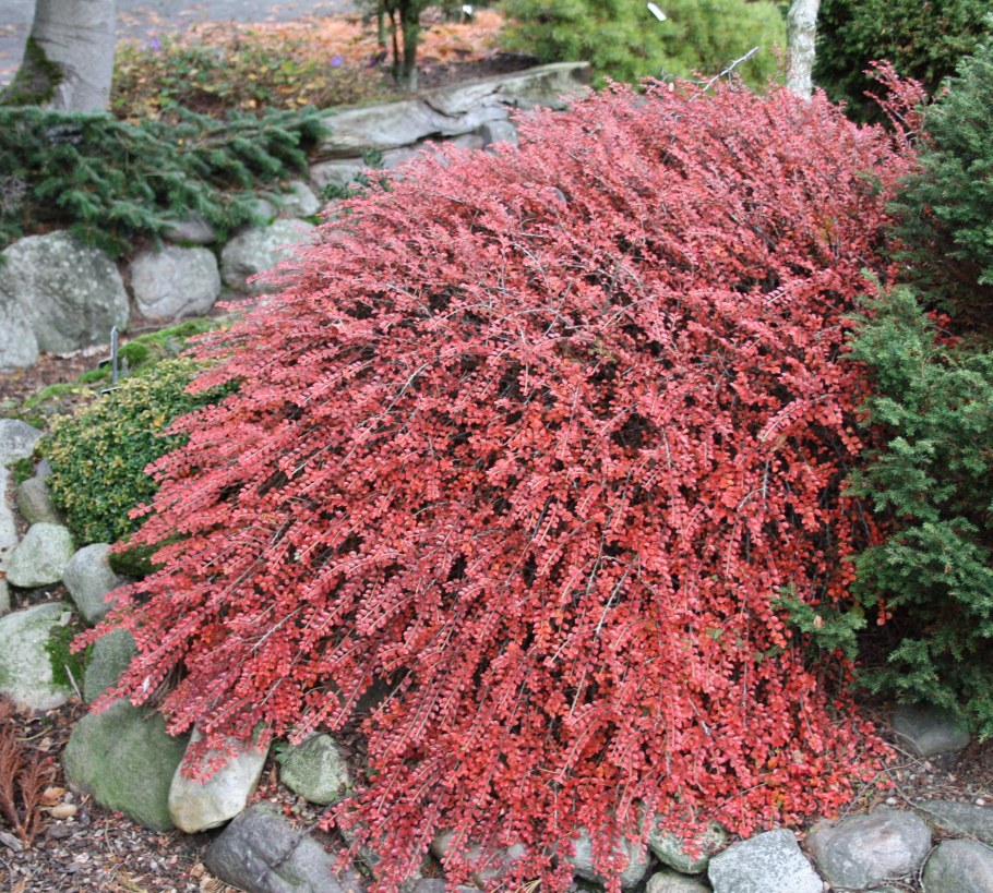 Кизильник Корал Бьюти