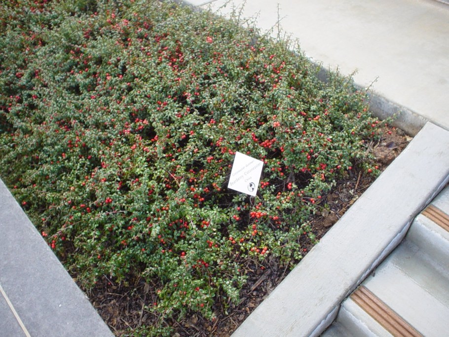 Кизильник Даммера куст