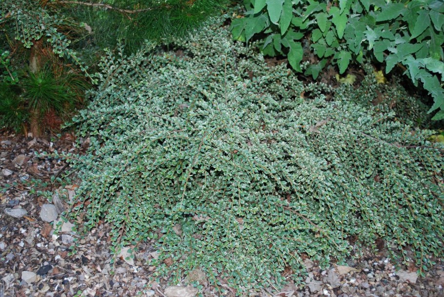 Кизильник горизонтальный Вариегатус