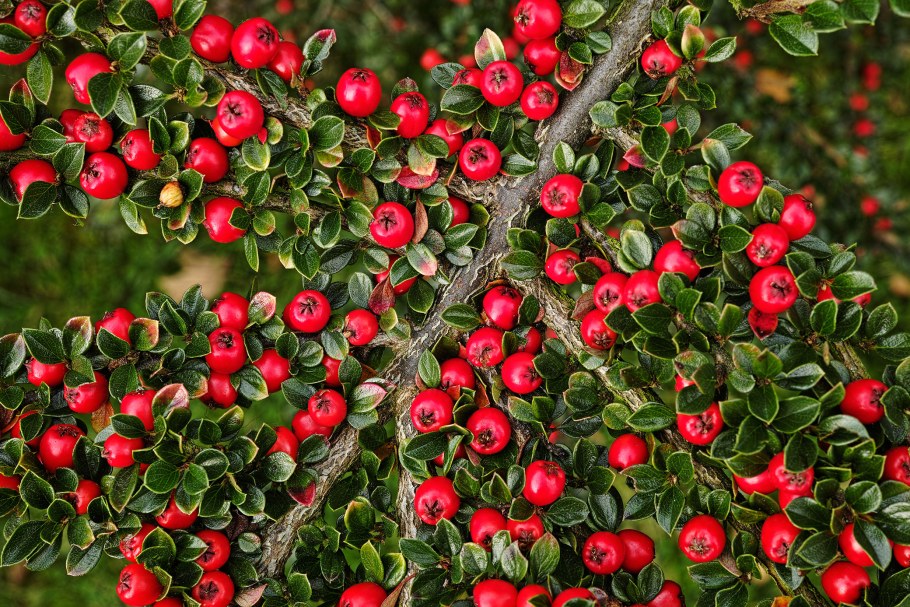 Кизильник Cotoneaster horizontalis